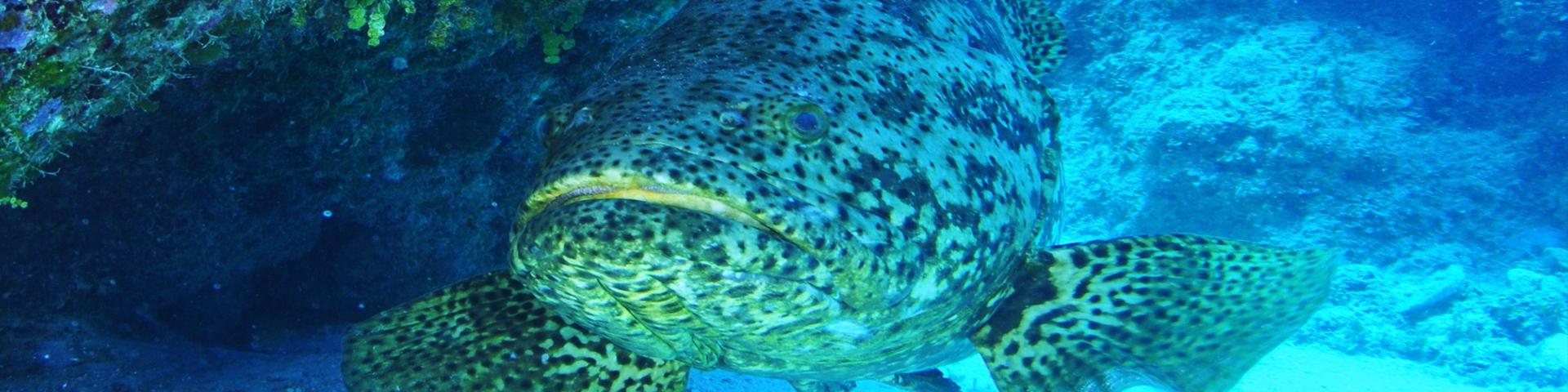 goliath grouper